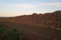 IMG_20201120_155713_265