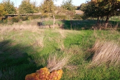 IMG_20201031_095846_401