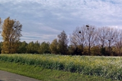 IMG_20201031_140537_759-PANO