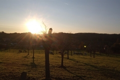 IMG_20201106_162504_294