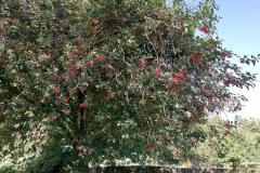 IMG_20200613_100108